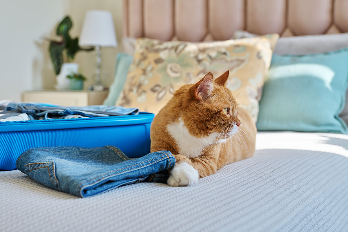 Photo of a cat with a suitcase to let you know you don't have to leave your loved one behind when you fly private with SkyLife.