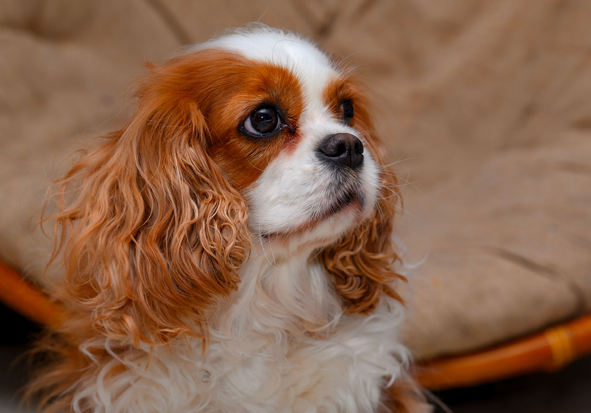 Photo of a cavalier king spaniel looking like she wants to fly private with you.